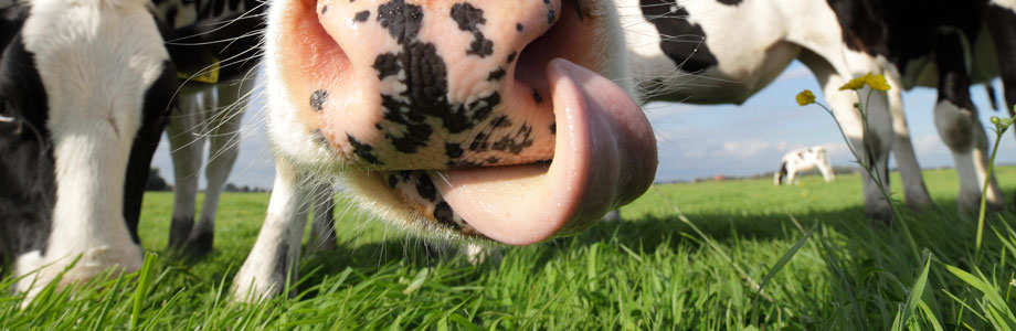 The grass is always greener with Agroserve